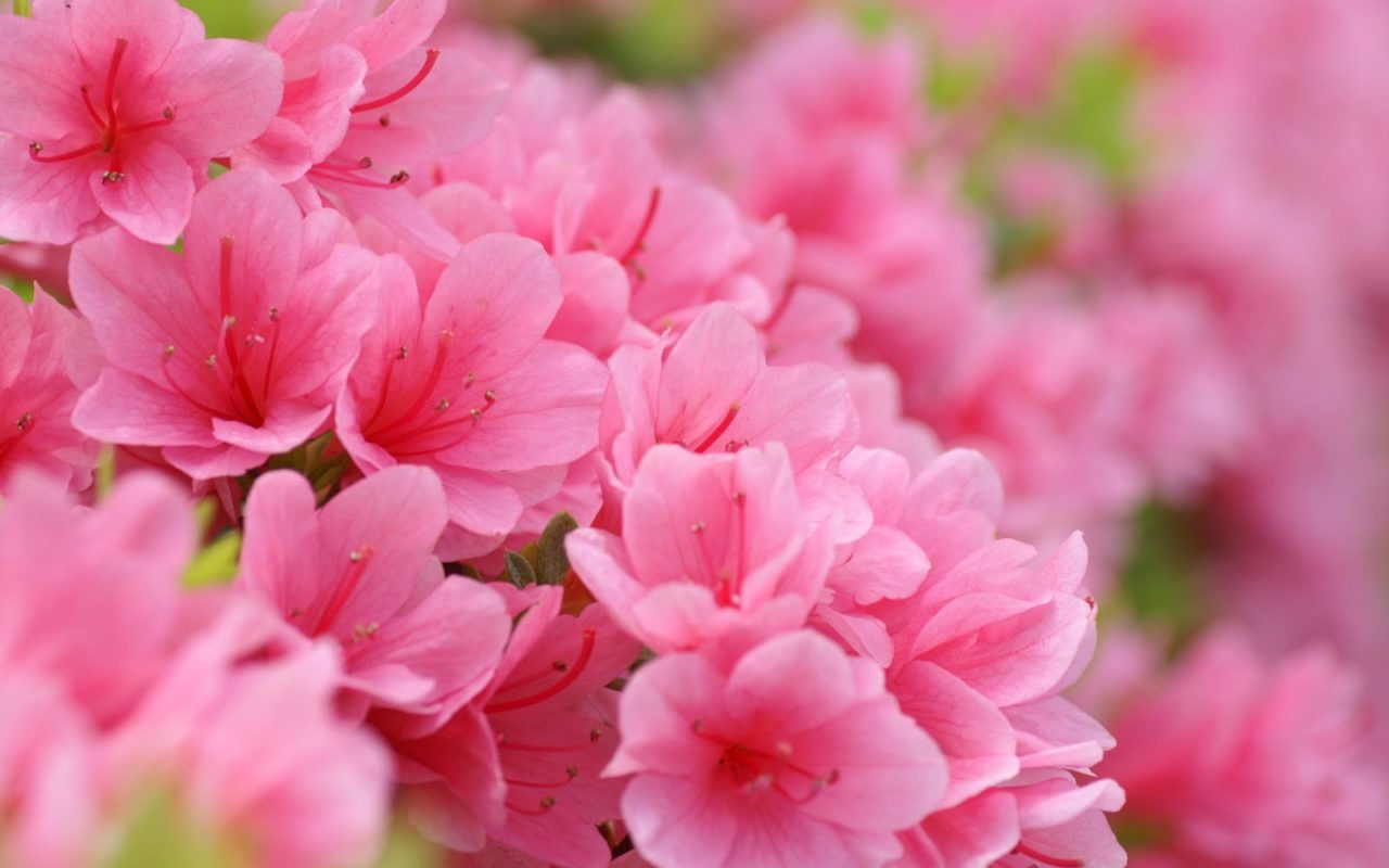 pink flower bouquet